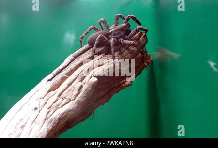 Deserta grande Tarantel (Hogna ingens), Madeira-Tarantel - Synonyme Lycosa ingens, Trochosa ingens, Geolycosa ingens Foto Stock