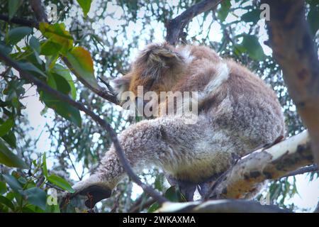 Koala dormiente in albero di gomma (fiume Kennett, Australia) Foto Stock