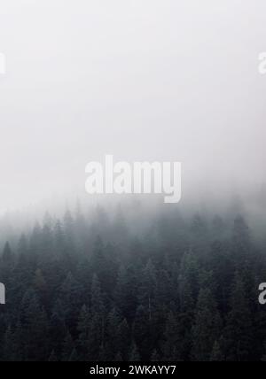 Fitta nebbia in una foresta di conifere di montagna. Paesaggio naturale. Foto Stock