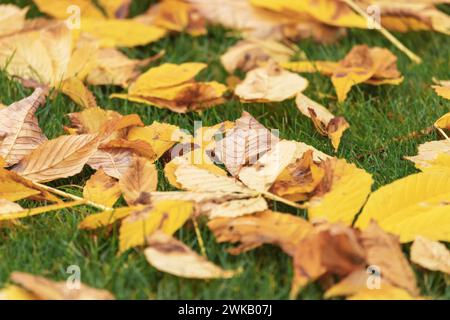 Fogliame autunnale caduto su un prato verde nel parco. Sfondo naturale autunnale. Foto Stock