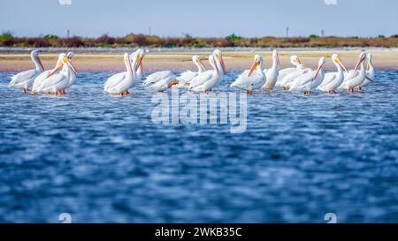 Un gruppo di pellicani sulla spiaggia nel Fort DeSoto County Park a St. Petersburg, Florida. Foto Stock