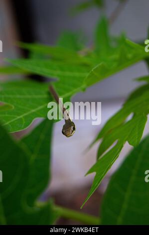 piccoli serpenti che strisciano sulle foglie di papaya Foto Stock