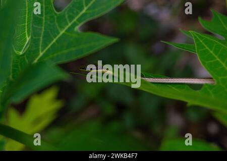 piccoli serpenti che strisciano sulle foglie di papaya Foto Stock