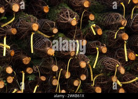 Tagliare e impilati gli alberi di Natale, Benton County, Oregon Foto Stock