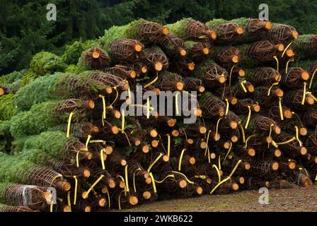 Tagliare e impilati gli alberi di Natale, Benton County, Oregon Foto Stock