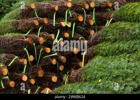 Tagliare e impilati gli alberi di Natale, Benton County, Oregon Foto Stock