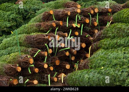 Tagliare e impilati gli alberi di Natale, Benton County, Oregon Foto Stock