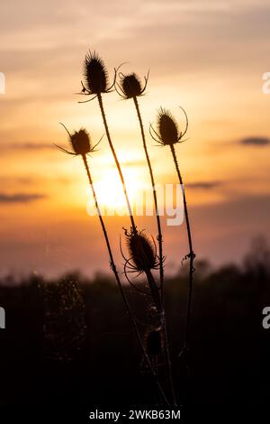 Silhouette di cardo secco al tramonto. Messa a fuoco selettiva. Foto Stock