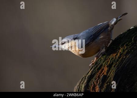 Nuthatch (Sitta europaea) a Perth, Scozia, Regno Unito. Foto Stock