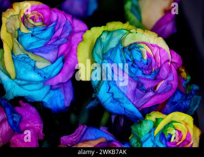 Primo piano delle rose tinte color arcobaleno Foto Stock