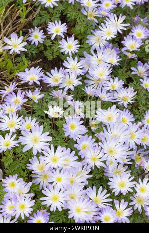 Fiori blu di anemone blanda. Piante perenni che crescono in un letto di fiori da giardino del Regno Unito in primavera Foto Stock