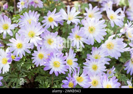 Fiori blu di anemone blanda. Piante perenni che crescono in un letto di fiori da giardino del Regno Unito in primavera Foto Stock