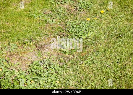 Primo piano di erbacce in un prato in un giardino del Regno Unito. Manutenzione del giardino e controllo delle piante infestanti. Foto Stock