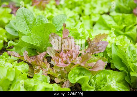 File di giovani piante miste di lattuga che crescono in un giardino inglese, Regno Unito Foto Stock
