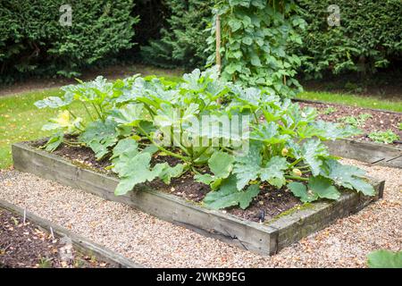 Le zucchine crescono in un letto rialzato in un orto del Regno Unito in estate Foto Stock