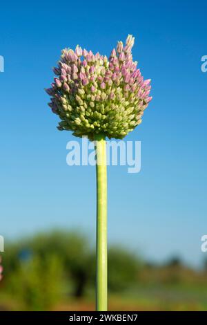 Elephant aglio, Marion County, Oregon Foto Stock