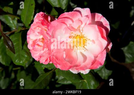 Inglese Miss Rose, cimelio di rose, San Paolo, Oregon Foto Stock