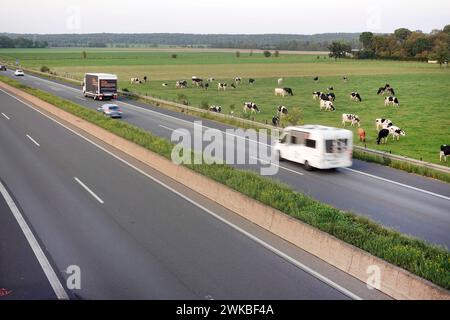 Bestiame domestico (Bos primigenius F. taurus), autostrada A1 poco prima dello svincolo di Bliesheim, Germania, Renania settentrionale-Vestfalia Foto Stock