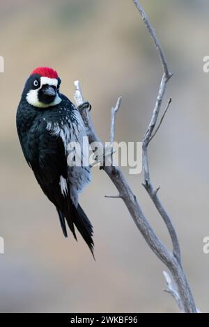 Picchio di mais (Melanerpes formicivorus), maschio arroccato su un albero, USA Foto Stock