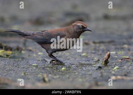 Uccello nero arrugginito (Euphagus carolinus), femmina arroccata, Stati Uniti Foto Stock