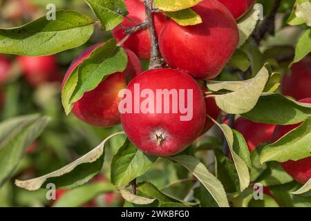 mela (Malus domestica 'Kanzi', Malus domestica Kanzi), cultivar Kanzi Foto Stock