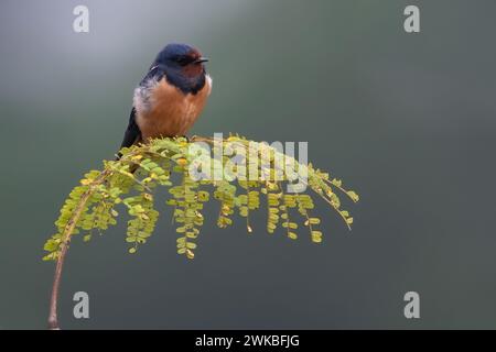 Rondine da fienile (Hirundo rustica), svernamento sul bordo di una foresta pluviale, individuo molto rosso, possibile sottospecie savignii, Aequatorialguinea Foto Stock