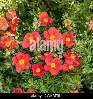 Cinquefoil arbustivo, rosa gialla (Potentilla fruticosa "Marian Red Robin", Potentilla fruticosa Marian Red Robin, Dasiphora fruticosa), fiore rosso Foto Stock
