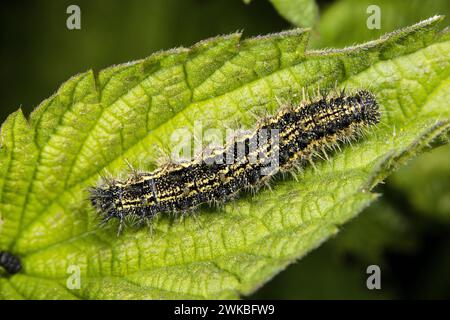Guscio di tartaruga piccolo (Aglais orticae, Nymphalis orticae), bruco su una foglia di ortica, Germania Foto Stock