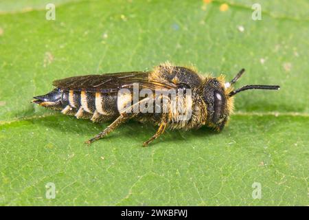 Rufescent Sharp-Tail (Coelioxys rufescens), seduta su una foglia, Germania Foto Stock