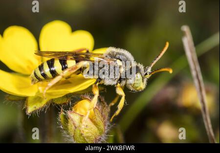 Nomade-ape dalle gambe gialle (Nomada succincta), si trova su un fiore giallo, Germania Foto Stock