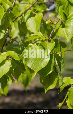 Lime a foglia piccola, tiglio littleleaf, tiglio a foglia piccola (Tilia cordata), foglie su un ramo Foto Stock