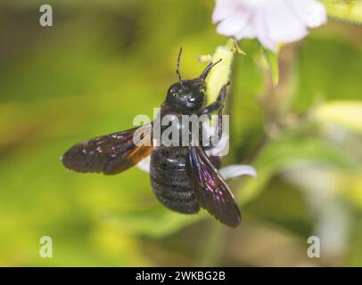 Violet Carpenter bee (Xylocopa violacea), a Soapwort, Germania Foto Stock