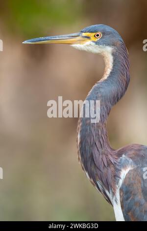 Louisiana Heron, Tricolored Heron (Egretta tricolor), adulti primo piano, Stati Uniti Foto Stock