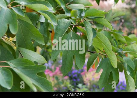 sassafras, sassafras bianchi, sassafras rossi, sassafras setoso (Sassafras albidum), foglie, Europa, Bundesrepublik Deutschland Foto Stock