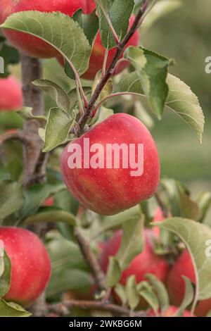 mela (Malus domestica 'Karneval', Malus domestica Karneval), cultivar Karneval Foto Stock