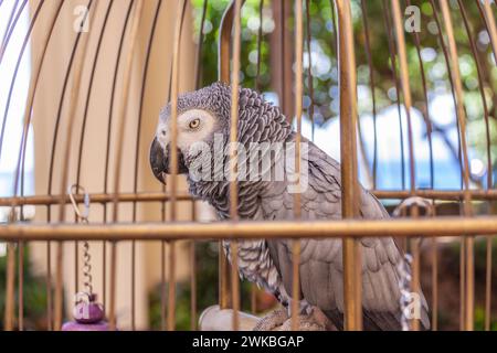 Pappagallo prigioniero in gabbia presso il resort hotel sull'isola di Maui nelle Hawaii. Foto Stock