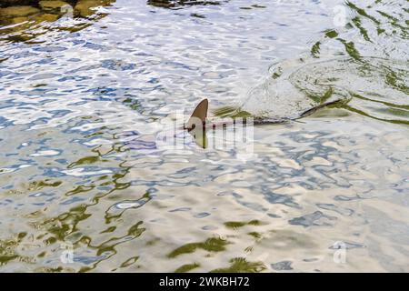 Esotici pesci tropicali Sphyrnidae (squalo martello) nella laguna presso il resort Ihilani (Marriott) a Oahu, Hawaii. Foto Stock