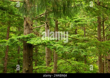 Sitka Abete (Picea sitchensis) - Western hemlock antica foresta, Oswald West State Park, Oregon Foto Stock