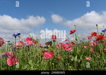 Papaveri colorati sullo sfondo blu del cielo in una giornata primaverile nella contea rurale di Lancaster, Pennsylvania Foto Stock