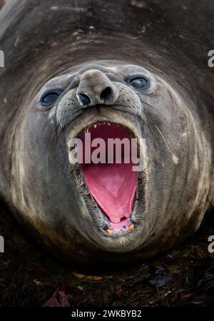 Femmina di foca elefante del Sud ( Mirounga leonina ) ruggente con bocca aperta, Isole Shetland del Sud, Isole Sub Antartiche, Penisola Antartica Foto Stock