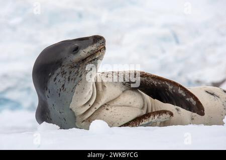 La foca leopardata ( Hydrurga leptonyx ) si è trascinata fuori dall'acqua e riposa sul ghiaccio al largo dell'Isola di Anders, della Penisola Antartica, dell'Antartide Foto Stock