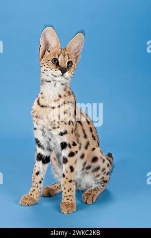 Serval (Leptailurus serval), giovanile, prigioniero, fotografia in studio Foto Stock