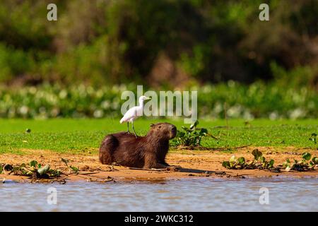 Capybara (Hydrochaeris hydrochaeris) egret di bestiame (Bubulcus ibis) Pantanal Brasile Foto Stock