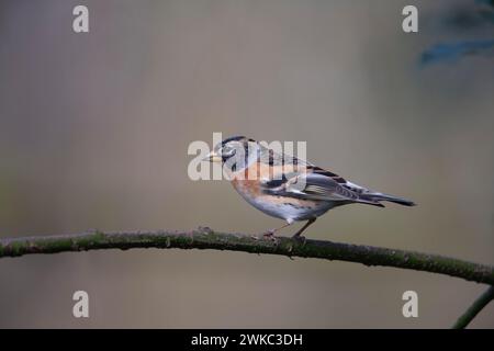 Brambling (Fringilla montifringilla) uccello adulto su un ramo d'albero, Inghilterra, Regno Unito Foto Stock