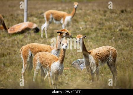 Vicunas o vicunas (Vicugna vicugna) in un prato degli altopiani andini, Andahuaylas, Apurimac. Regione, Perù Foto Stock