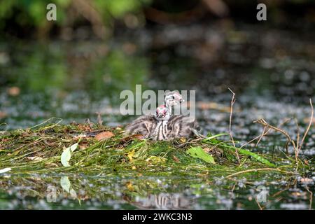 Great Crested Grebe (Podiceps Cristatus), due pulcini sul nido, Krickenbecker Seen, Renania settentrionale-Vestfalia, Germania Foto Stock