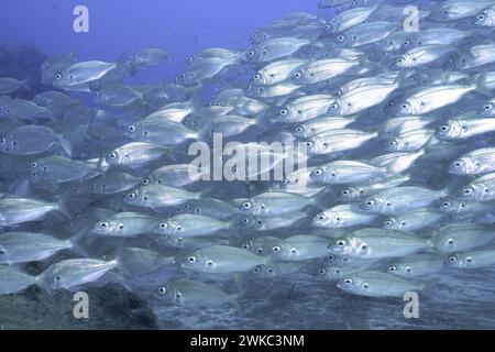 Banchi di pesci, banchi, gruppo di orse artiche (Pagellus acarne), sito di immersione El cabron Marine Reserve, Arinaga, Gran Canaria, Spagna, Oceano Atlantico, UE Foto Stock