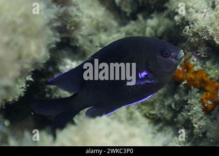 Pesci della barriera corallina al neon (Abudefduf luridus), sito di immersione della riserva marina di El Cabron, Arinaga, Gran Canaria, Spagna, Oceano Atlantico Foto Stock