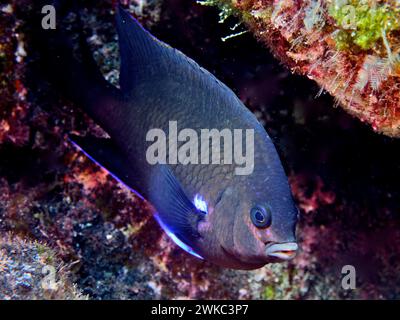 Barriera neon perch (Abudefduf luridus), sito di immersione Malpique, la Palma, Isole Canarie, Spagna, oceano Atlantico Foto Stock