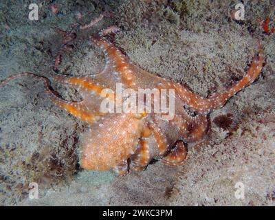 Polpo bianco macropus (Callistoctopus Octopus macropus) di notte. Sito di immersione El Cabron Marine Reserve, Arinaga, Gran Canaria, Spagna, Oceano Atlantico Foto Stock
